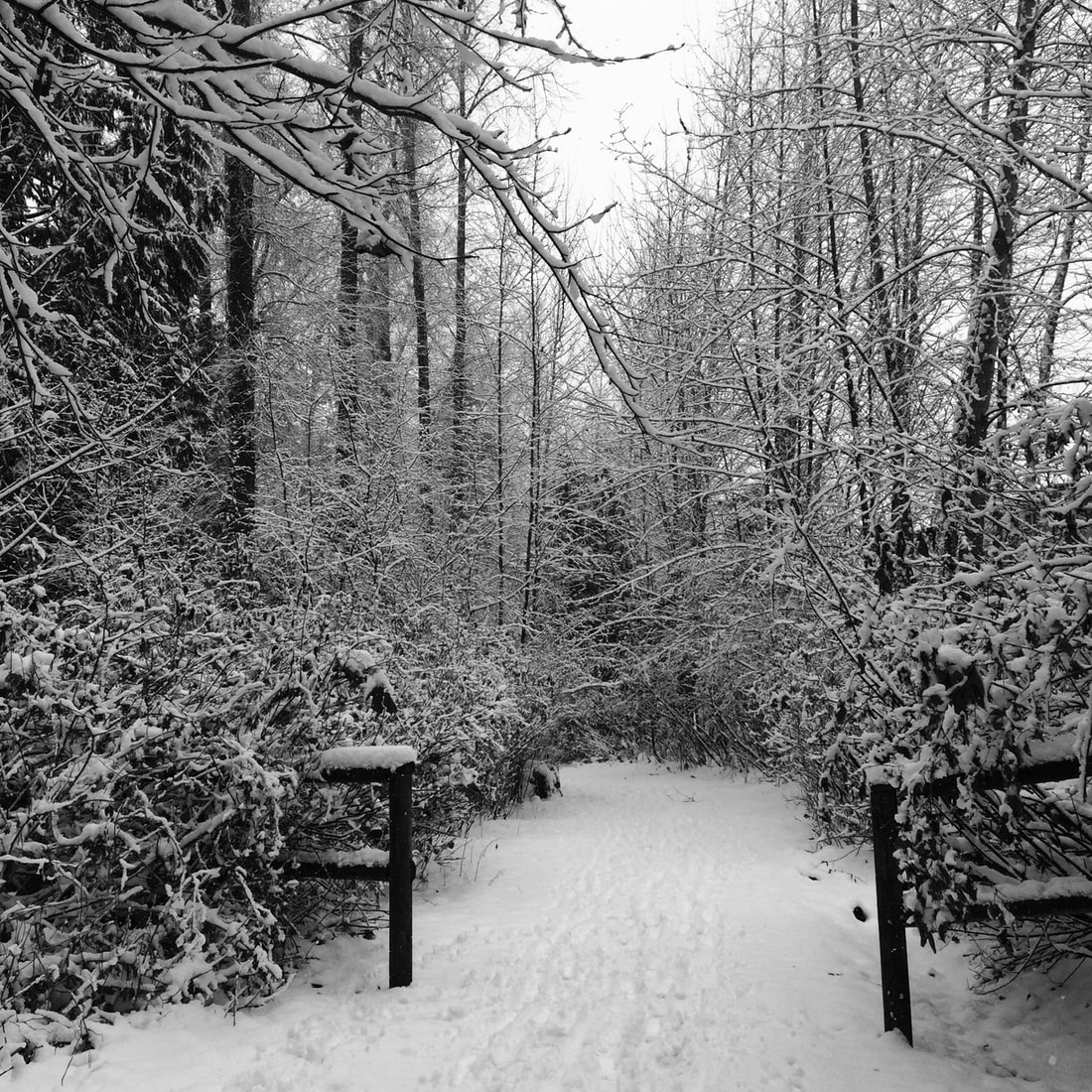 Snowy forest with fence